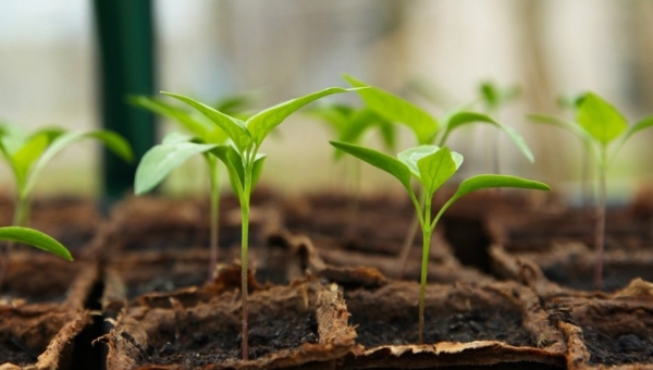 ΕΕ: Νέοι κανόνες για τις νέες γονιδιωματικές τεχνικές NGTs  για τη βελτίωση των φυτών